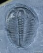 / Inch Elrathia Trilobite In Matrix - Utah #2482-1